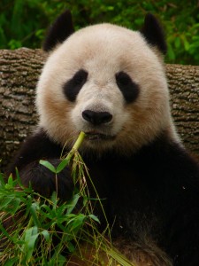 Panda eating bamboo Charlotte Divorce Attorney North Carolina Family Law Lawyer