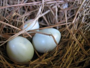 Eggs in a nest Charlotte Divorce Lawyer Mecklenburg Family Law Attorney