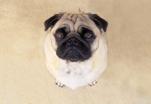 Pug picture Charlotte Divorce Lawyer