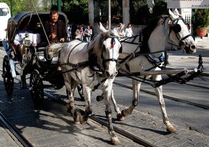 Horse drawn carriage Charlotte Divorce Lawyer