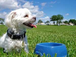 dog-with-bowl-Charlotte-Monroe-Lake-Norman-Pet-Custody-Lawyers-300x225